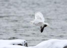 white Owl in flight above sea