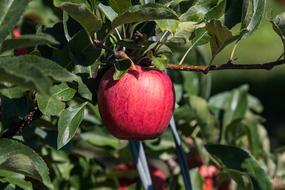 red Apple Fruit Tree