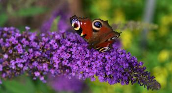 butterfly admiral on a blooming lilac