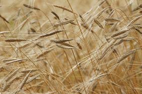 juicy Einkorn Grain Field