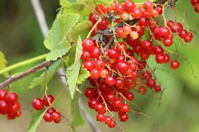 dainty Currant Berry Nature