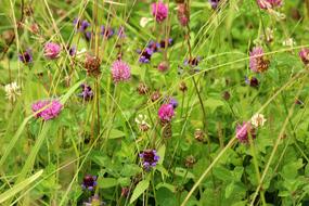 Wildflowers Meadow close-up on blurred background