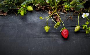 Strawberries Growth green red