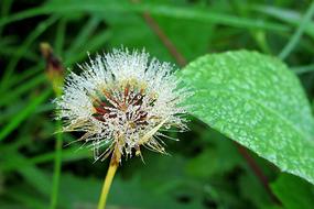 dew drops on white plant flower