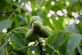 green walnuts on a branch in spring close-up on blurred background