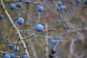 blueberries on bare autumn branches