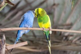 two Colorful Budgies kissing