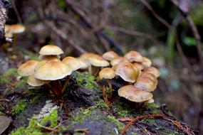 Mushroom Fungi in Forest