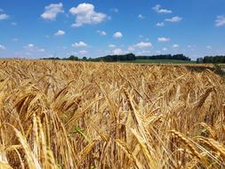 Cornfield Field gold
