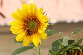 Blossom Sunflower