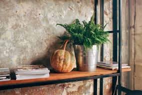 fern in a bucket, pumpkin and magazines on a shelf