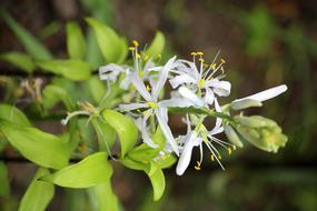 Macro picture of White Flowers in a garden