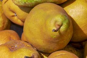 pear harvest in the sun close up