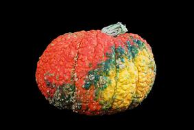 Squash Pumpkin red yellow
