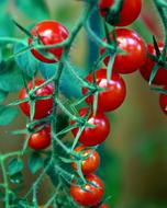 truss with red ripe tomatoes