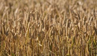 Macro photo of a wheat crop in an autumn field