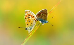 Polyommatus Icarus insects