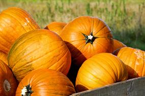 Pumpkin Gourd Orange sun
