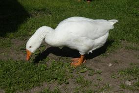 Goose White nibbles green grass