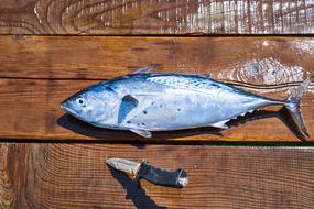 excellent Fish Food Rope