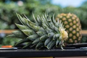 Pineapple crown close up