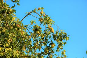 excellent Apple Tree Nature