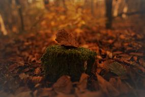 moss on a stump on the background of autumn foliage in the forest