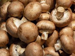 Mushrooms Food