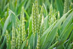 photo of green wheat field