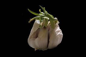 garlic with green sprouts on a black background