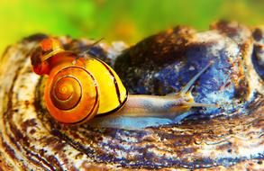 Striped snail on wood mushroom