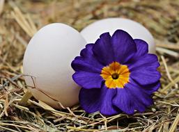 Closeup picture of Eggs and Straw Flower