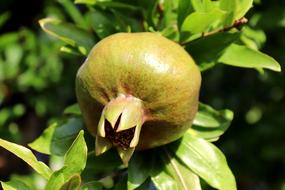 green pomegranate on a branch