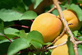 apricot tree with fruits