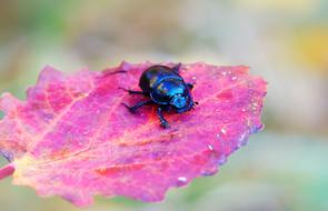 Macro picture of Forest Beetle on a pink Leaf