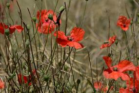 Klatschmohn Poppy Flower