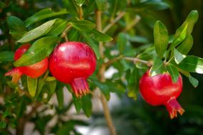 red fruits on a pomegranate on a bush close-up on a blurred background