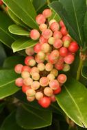 Berries Forest red