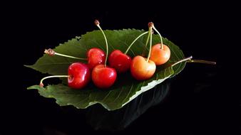 sweet cherry on the leaf