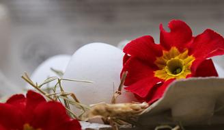 macro photo of white eggs and red flowers