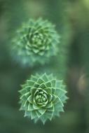 Succulent Plant Green flowers