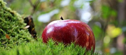 Red Apple on green moss