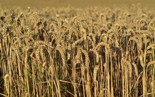 monochrome photo of a wheat field