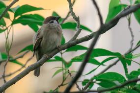 small Feather Bird