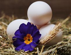 Egg and blue flower