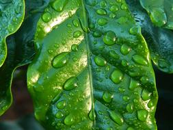 large raindrops on green leaves close up