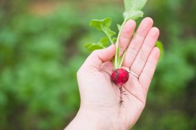 Agriculture, fresh Radish on hand