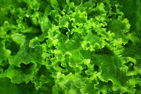 wallpaper with green salad