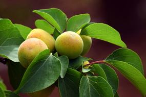 Apricot Immature on a branch among green leaves