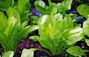 closeup picture of the green chard herbs in a garden